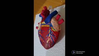 Corazón latiendo maqueta fácil [upl. by Urbannai]