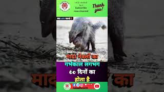 Please Subscribe 🙏 😭Mongooseकेबारेमेंरोचकतथ्यytshortviralfactanimalstrendingmongoose [upl. by Eldoria277]