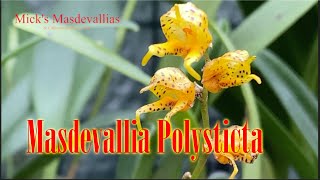 Masdevallia Polysticta quotyellowquot Variety Spotlight Video 68 Orchid Care [upl. by Ahsikin184]