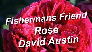 Fishermans Friend Rose Flower Garden David Austin [upl. by Animrelliug]