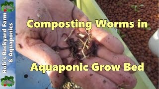 Composting worms in Aquaponic grow bed [upl. by Anse]