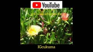 Incazelo ngeGcukuma  By Kholo Khumalo TV [upl. by Chilson]