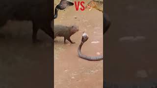 cobra versus mongoose [upl. by Aham]