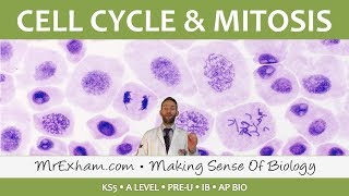 Cell replication  Cell Cycle and Mitosis  Post 16 Biology A Level PreU IB AP Bio [upl. by Verdie555]