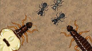 Termite nest soundtrackpocket ants [upl. by Agnes989]