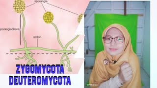 KLASIFIKASI JAMUR  ZYGOMYCOTA DAN DEUTEROMYCOTA [upl. by Anirtak]