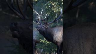 🔊One of the greatest sounds elk wildlife elkhunting elkseason wildlifephotography antlers [upl. by Khai]