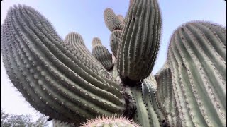 🌵Saguaro of the Day🌵 DONNA DANGEROUS 😈 Spiked The Palm of My Hand Pretty Badly 😳 😢 🤢 [upl. by Barina]