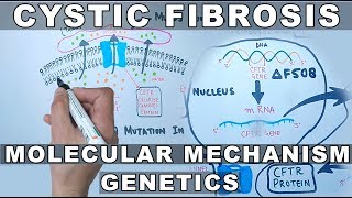 Cystic Fibrosis  Molecular Mechanism amp Genetics [upl. by Eelsnia]