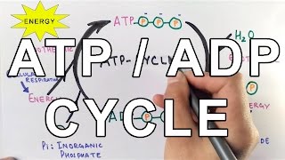 Mechanism of ATPADP Cycle [upl. by Anirahs]