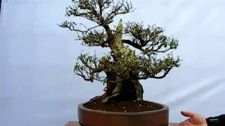 Escallonia Bonsai [upl. by Nediarb]