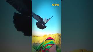 Beautiful pigeon Baby to big pigeon growth shorts pigeon kabootar spsamirpets handtrainedpigeon [upl. by Ayifa349]