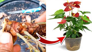 Anthurium Propagation  Anthurium Plant Care [upl. by Serene635]