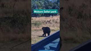 Woburn Safari park [upl. by Brandea]