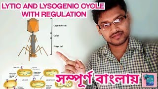 Lytic And Lysogenic Cycle and Regulation In Bengali lytic lysogenic [upl. by Ecinuahs722]