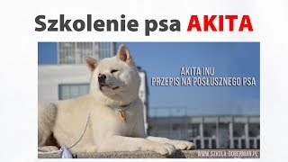 Pies Akita inu szkolenie tresura wychowanie szczeniaka i psa dorosłego [upl. by Anyar]