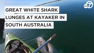 Great white shark lunges at kayaker in South Australia [upl. by Ibba468]