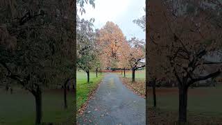 Copper Beech tree or Fagus sylvatica f purpurea trees autumn [upl. by Petrick262]