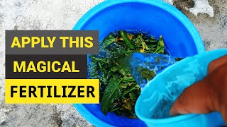 How to make Organic Liquid Fertilizer for Plants  Home made free fertilizer [upl. by Flannery]