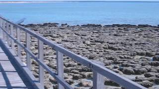 Stromatolites Hamelin Pool Shark Bay WA [upl. by Kenway948]