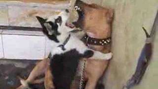 pit bull vs siberian husky DOG FIGHTwmv [upl. by Michaelina]