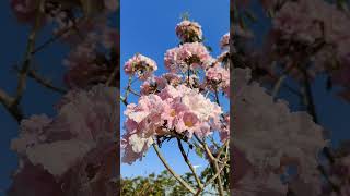 tabebuia rosea tree pink trumpet tree [upl. by Roxana]