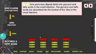 GR 11 Digestive Enzymes and Hormones Science Video Tutorial [upl. by Backler]