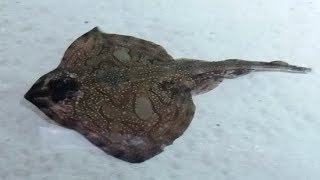 Flatfish [upl. by Liberati]