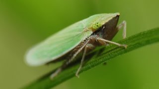 Quick Clip Leafhoppers and Grasshoppers [upl. by Athalee787]