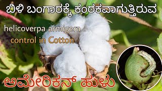 American Bollworm control in COTTONಹತ್ತಿ ಬೆಳೆಯಲ್ಲಿ ಕಾಯಿ ಕೊರೆಯುವ ಹುಳುಗಳ ಹತೋಟಿ ಕ್ರಮಗಳುBest Chemicals [upl. by Feinberg845]