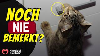 13 Dinge die deine Katze verbirgt wenn sie nachts wach ist [upl. by Seditsira]