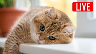 Hosico Live stream  09032023 [upl. by Acessej]