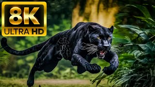 HUNTER ANIMALS  8K 60FPS ULTRA HD  With Nature Sounds Colorfully Dynamic [upl. by Alhahs934]