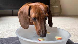 Mini dachshund bobs for apples on Halloween [upl. by Retha812]