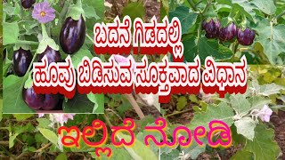 ಬದನೆ🍆🍆 ಗಿಡದಲ್ಲಿ ಹೂವು ಬಿಡಿಸುವ🏵️🍆 ಸೂಕ್ತವಾದ ವಿಧಾನ  brinjal flowering  🍆brinjal agriculture farming [upl. by Ahsaret]