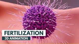 How Fertilization happens  3D Animation [upl. by Donn]