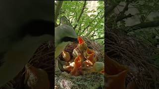 Long tailed bird feeding six babies p3shorts short trending viralvideo [upl. by Renelle]