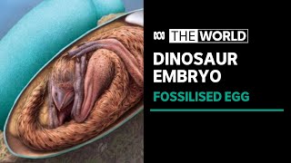 Dinosaur embryo found curled up and ready to hatch from fossilised egg  The World [upl. by Llednol]