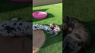 Muzzle Nuzzle 20240801175017 greatdane cutedogs greatdaneworld greatdanetv dog puppy doglife [upl. by Sweatt]