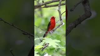 Songbird Sounds A Scarlet tanager Piranga olivacea Singing To Claim His Territory [upl. by Hanshaw]