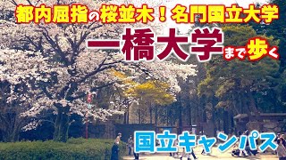 【国立】都内屈指！桜満開の並木道を一橋大学まで歩いてみました [upl. by Rolan]