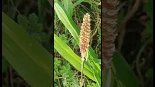 Acorus calamus  BajraFlower [upl. by Finella]