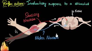 Reflex action amp reflex arc  Control amp Coordination  Biology  Khan Academy [upl. by Soll]