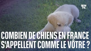 Le top 10 des noms de chiens les plus donnés en France en 2022 [upl. by Naara6]