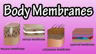 Body Membranes  Types Of Membranes In The Body  Serous Membranes  Mucous Membranes [upl. by Joly]