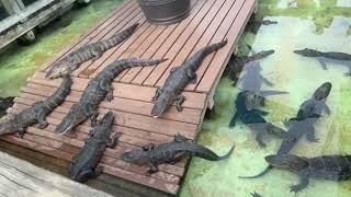 Florida alligators🐊 [upl. by Anirtep447]