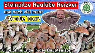 Steinpilze  Raufüße  Reizker  Die Pilze eskalieren im Herbst 2024  Traumhafte PilzeFunde [upl. by Aehtela242]