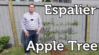 Espalier Apple Tree How to Plant and Trellis for Small Space Gardens [upl. by Najar]