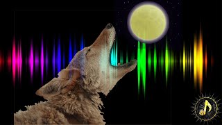 Coyotes Howling at Moon Sound Effect  Coyote Howl sound [upl. by Enrico]