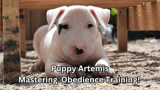 Bull Terrier Puppy Training amp Tips [upl. by Galanti84]